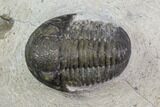 Bargain, Gerastos Trilobite Fossil - Morocco #84612-2
